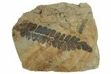 Pennsylvanian Fern (Neuropteris) Fossil - Illinois #262257-1